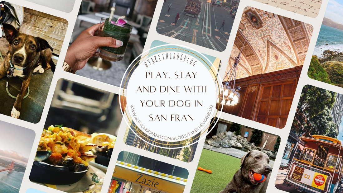 Play, Stay, and Dine with your Dog in San Francisco